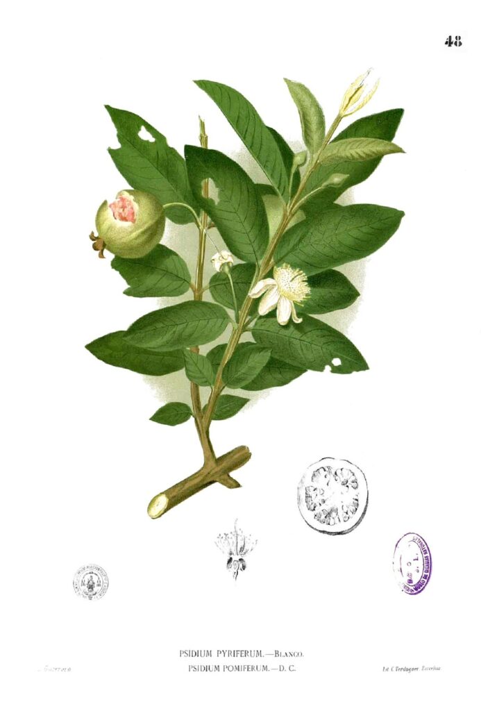 Guava 2 1300px Psidium guajava Blanco1.48
