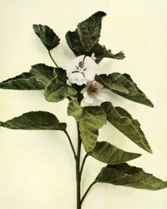 althaea officinalis marshmallow plant