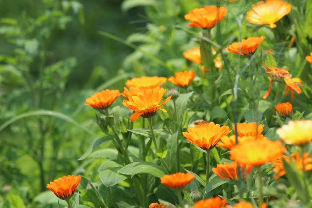 Calendula 2 calendula 1