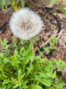 Dandelion 2 dandelion seed head shot downward angle showing the seed head in sharp focus with green leaves blurred