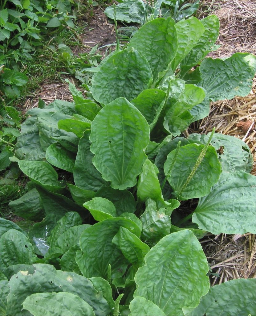 Plantain 3 Grote weegbree Plantago major subsp. major