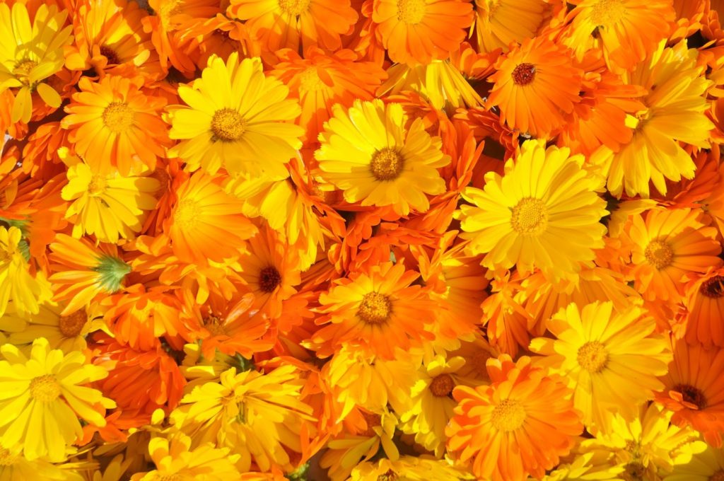 Calendula 3 marigold 237828 1920