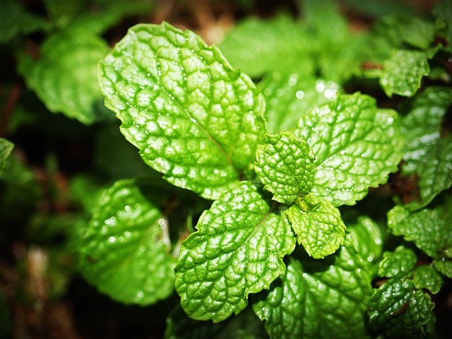 Spearmint 2 mint 1549247 640