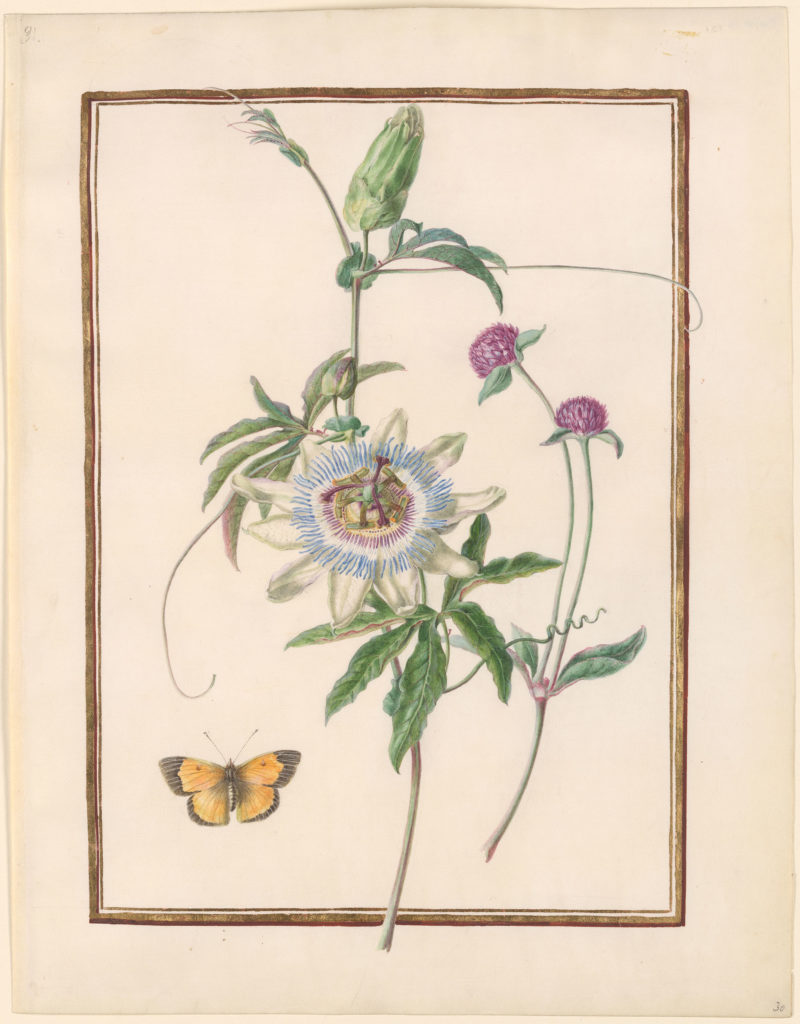 Passionflower 2 passiflora incarnata morgan library holisitic living school