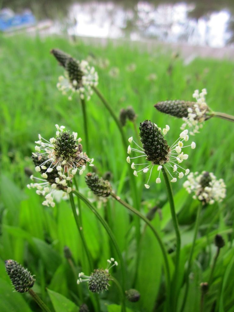 Plantain 2 plantago lanceolata 846539 1920
