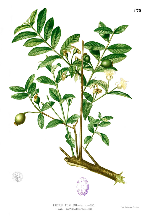 File:Psidium guajava Blanco1.172.png
