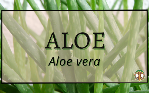 Aloe 2