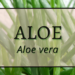 Aloe 3 Aloe 2