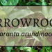 Arrowroot 2 Anamu 1