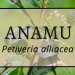Anamu 1 Anamu