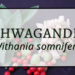 Ashwagandha 4 Ashwagandha