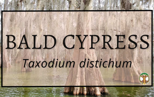 Bald Cypress