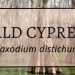 Bald Cypress 2 Bald Cypress