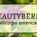 Beautyberry 3 Beautyberry