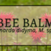 Bee Balm 6 Bee Balm