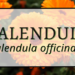 Calendula 5 Calendula