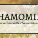 Chamomile 3 Chamomile