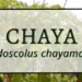 Chaya 1 Chaya