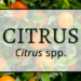 Citrus 7 Citrus