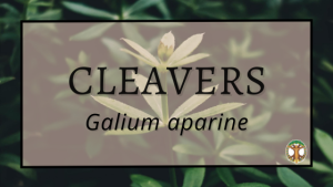 Cleavers