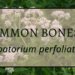 Common Boneset 3 Common boneset