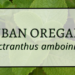 Cuban Oregano 2 Cuban Oregano