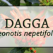Dagga 7 Dagga