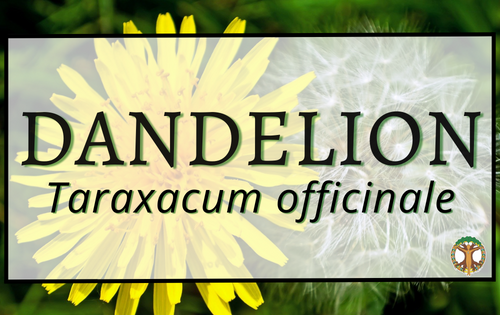 Dandelion