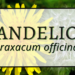 Dandelion 2 Dandelion