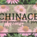 Echinacea 2 Echinacea 1