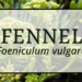 Fennel 8 Fennel 1