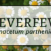 Feverfew 2 Feverfew