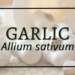Garlic 3 Garlic