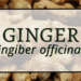 Ginger 8 Ginger