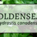 Goldenseal 3 Goldenseal