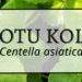 Gotu Kola 3 Gotu Kola 1