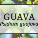 Guava 2 Guava