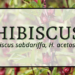 Hibiscus 3 Hibiscus