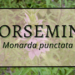Horsemint 3 Horsemint 1