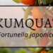 Kumquat 3 Kumquat