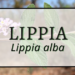 Lippia 2 Lippia
