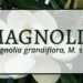 Magnolia 3 Magnolia
