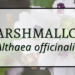 Marshmallow 2 Marshmallow