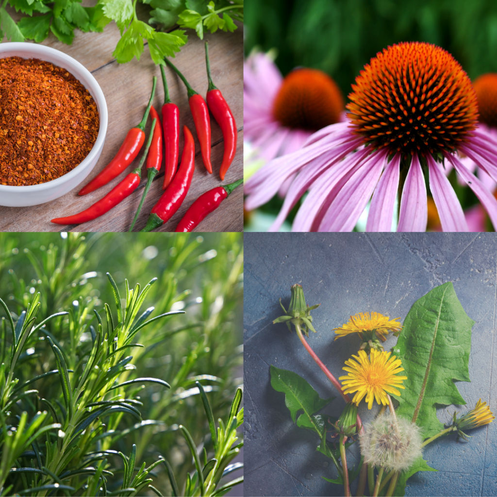 Roots of Herbalism Home Study 9 materia medica and friends in the garden image of plants in course