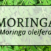 Moringa 2 Moringa