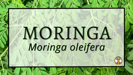 Moringa 1 Moringa