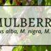 Mulberry 3 Mulberry