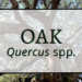 Oak 6 Oak