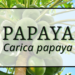 Papaya 2 Papaya