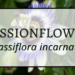 Passionflower 2 Passionflower